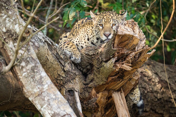 Jaguar in vegetation