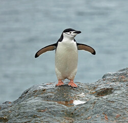 Obraz premium Chinstrap Penguin Pygoscelis antarcticus on a rocky shore of Antarctica in December on a sunny day 
