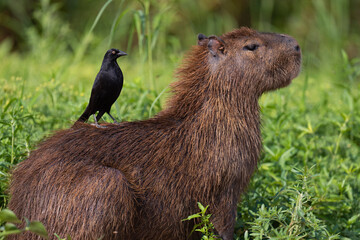 Capybara with a Giant cowbird eating insects from its fur