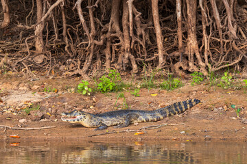 Yacaré Caiman by the river
