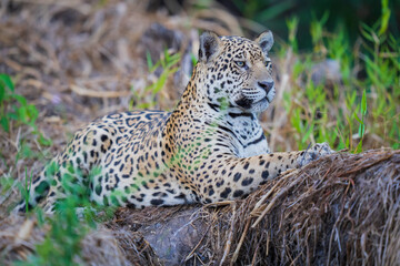Jaguar in vegetation