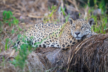 Jaguar rest in vegetation