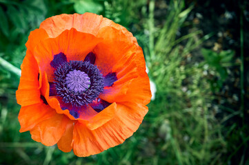 red poppy flowers on a background of green foliage