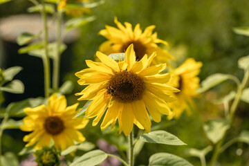 sunflowers in the garden, flowers image in the garden