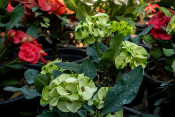 Euphorbia milii, the crown of thorns, Christ plant, or Christ thorn, is a species of flowering plant in the spurge family