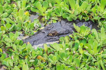Fototapeta premium Yacaré Caiman in water and green vegetation