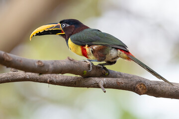 Chestnut-eared Araçari bird in a tree