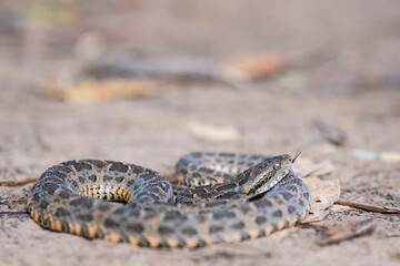 Mato Grosso lancehead pit viper