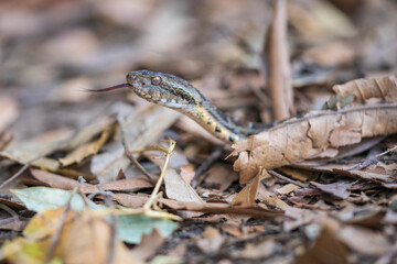 Mato Grosso lancehead pit viper