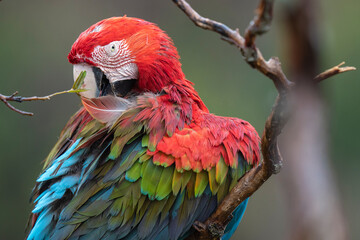 Red and green macaw close up portrait