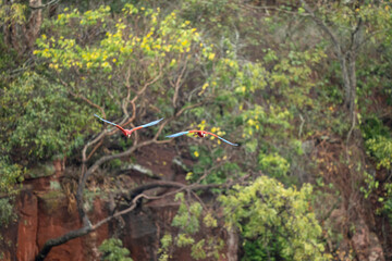 Red and green macaw two birds fly amongst green vegetation