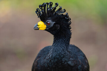 Bare-faced curassow close up portrait