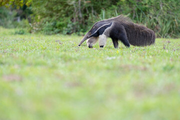 Giant Anteater Green Vegetation