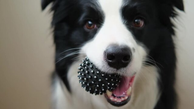 Pet activity. Funny puppy dog border collie holding toy ball in mouth on white background. Purebred pet dog wants to playing with owner. Love for pets friendship companion concept