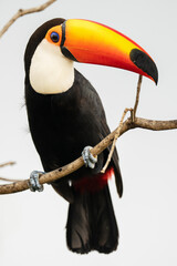 Toco toucan portrait in a tree