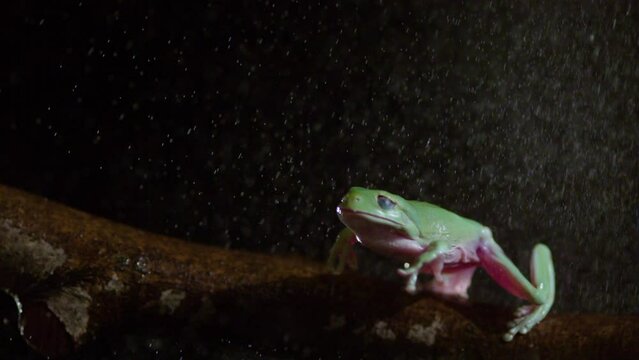 Slow motion frog jumping in the rain