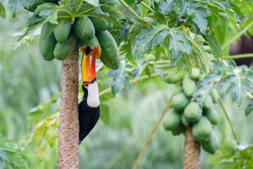 Toco toucan feed on fruit in a tree