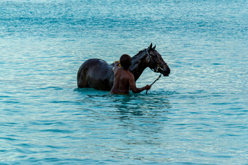 Race horses swimming in the sea on Carlisle bay, Pebbles beach Barbados with their jockey