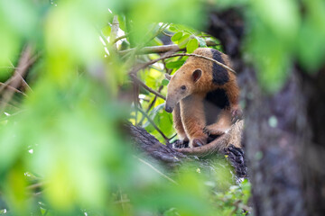 Southern Tamandua in a tree