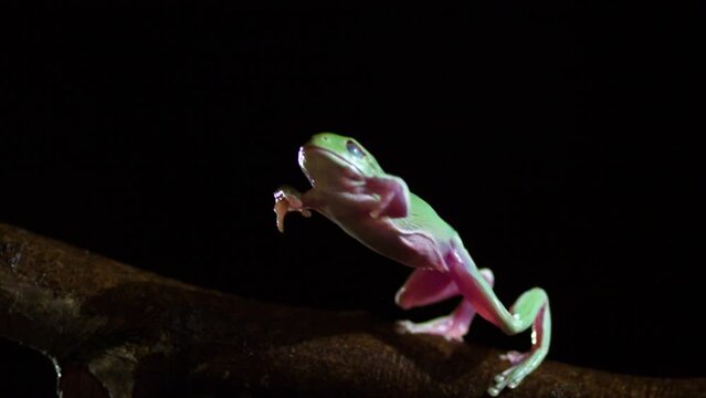 Side profile slow motion dumpy tree frog jump