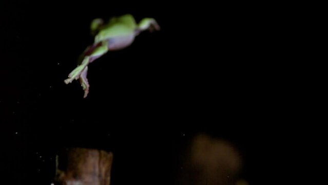 Tree frog jumping from branch to branch slow motion