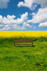 Spring summer landscape. Lonely empty wooden bench, green field near a tree, yellow blossoming rape...