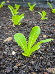 Fresh organic vegetables growing in farm