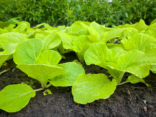 Fresh organic vegetables growing in farm