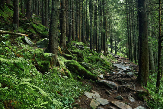 Trail in a dark pine forest on the slopes of the mountain. Carpathians, Ukraine, Europe. Beauty world. © Ryzhkov Oleksandr