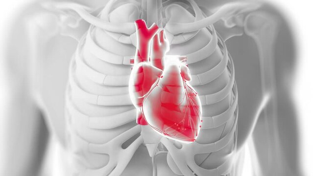 Heart Blood X-Ray 3D Animation With Alpha Video