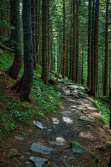 Walking path in the mountain forest.