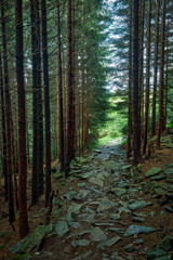 Obraz premium Walking path in the mountain forest.