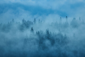 Misty landscape with fir forest