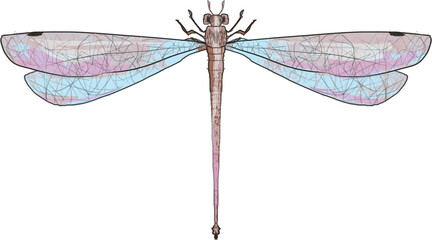 Vintage blue dragonfly, dragonfly illustration