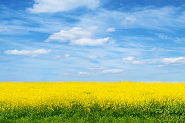 Fototapeta premium Spring summer landscape. Yellow blossoming rape field, beautiful sky with clouds.