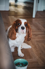 Dog King Charles Spaniel does not want to eat dog food. The process of feeding a domestic spoiled dog.