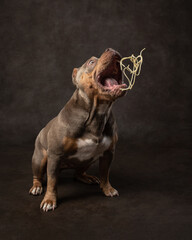 Cute american bully catches spaghetti.Portrait of a dog that catches food in studio. Pet on a dark...