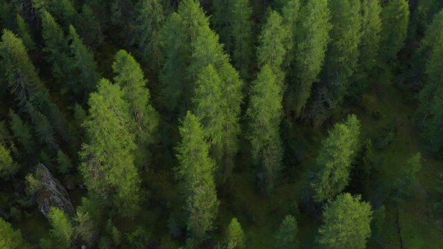 Evergreen fir trees with lush branches grow in forest in highland. Scenic landscape of wilderness in Italian Alpine mountains aerial view