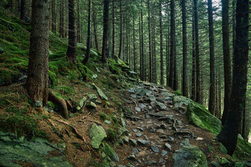 Hiking in the mountains. Beautiful stone pathway on a hiking track. Wild mountain forest with stones and fern plants.