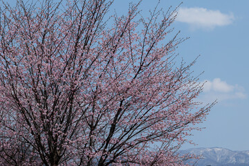 桜（空背景）