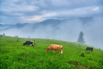 Cows graze in a meadow in the fog, Carpathian cows in Ukraine, mountain cows graze in the fog.