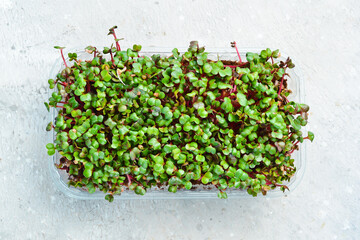 Microgreen. Growing radish seedlings for healthy eating. Top view. On a gray background.