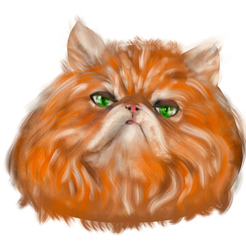 cute watercolor grumpy face perser cat Illustration PNG