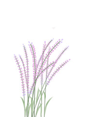 flower isolated on white background