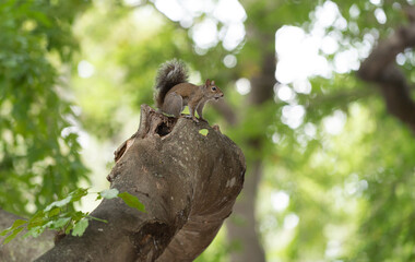 Obraz premium squirrel rodent outdoor. squirrel rodent outside. squirrel rodent in nature. photo of squirrel