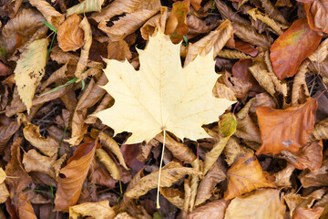 Maple leaf