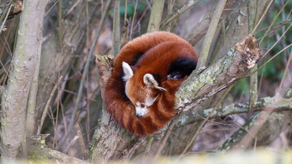 Red Panda Sleeping in a Tree