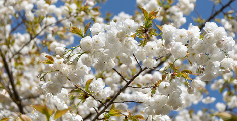 Japanese tree flower blooming nature background in spring