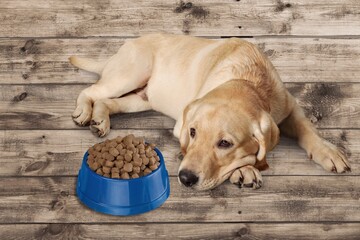Cute young smart dog pet with food bowl
