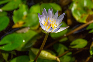 Hunt's garden, tropical vegetation in Barbados